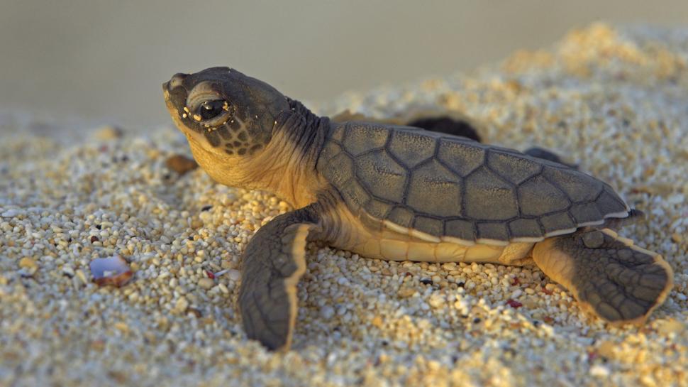 10 Reasons To Attend Velas Turtle Festival