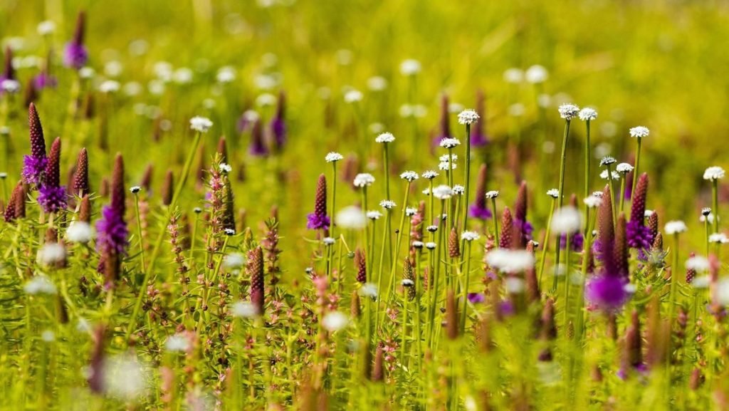 Is Kaas Plateau Really the Magical Place to Witness Flower Bloom?