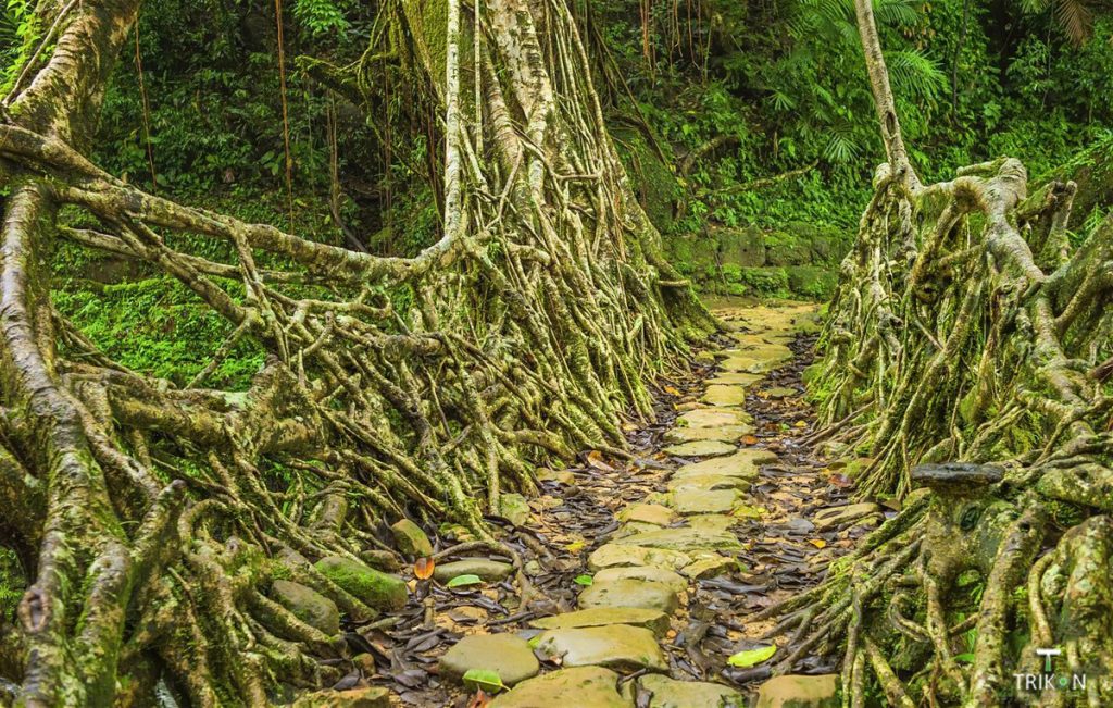 Discovering the Living Root Bridges of Meghalaya