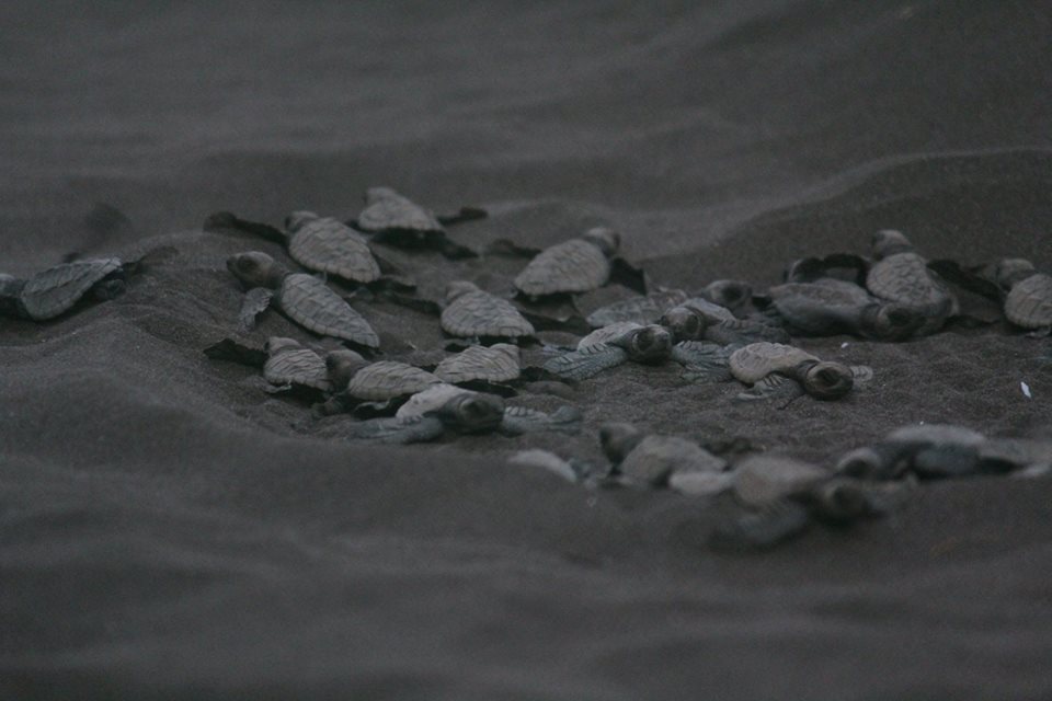 Where to Witness Turtle Hatchling in India?