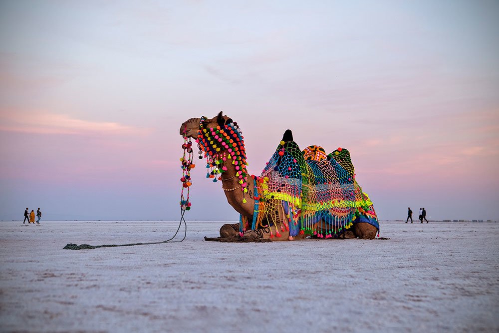 Rann of kutch tour package | T Trikon